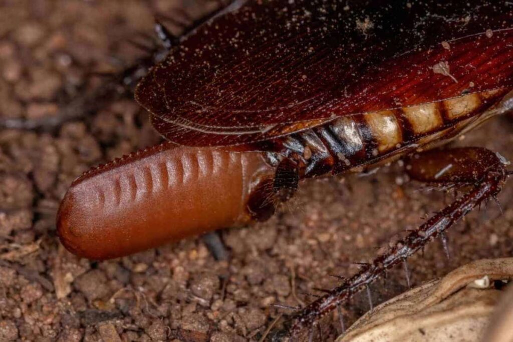 cockroach egg