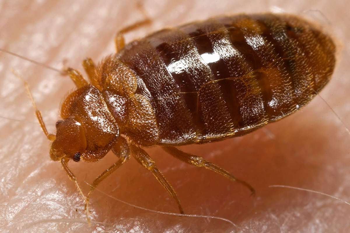 Bed Bug Checklist: How to Know If You Have Them and What to Do Next